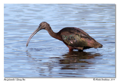 ibis falcinelle720-IMG_7152.jpg