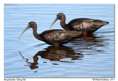ibis falcinelle720-IMG_7167.jpg