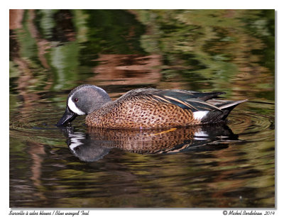 Sarcelle  ailes bleuesBlue-winged Teal