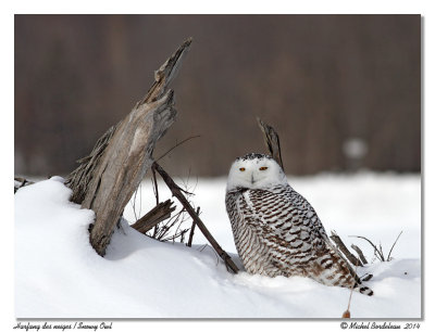 Harfang des neigesSnowy Owl