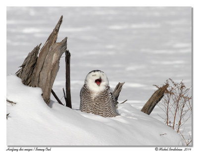 Harfang des neigesSnowy Owl