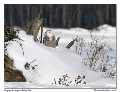 Harfang des neigesSnowy Owl