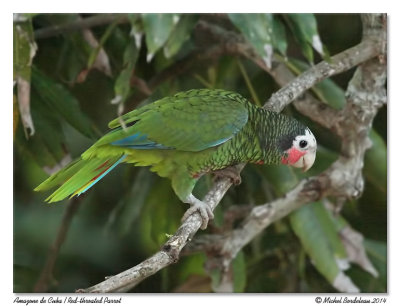 Amazone de CubaRed-throated Parrot