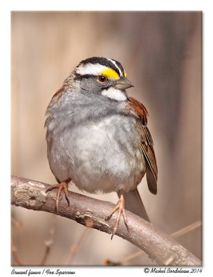 Bruant  gorge blancheWhite-trhoated Sparrow