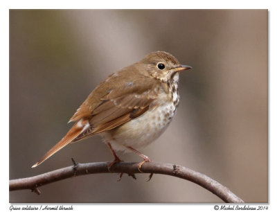 Grive solitaire - Hermit thrush