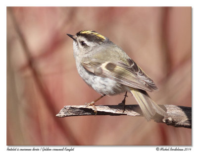 Roitelet  couronne doreGolden-crowned Kinglet