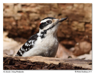Pic cheveluHairy Woodpecker
