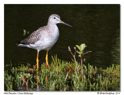 Petit chevalierLesser Yellowlegs