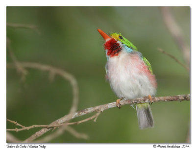 Todier de cubaCuban Tody