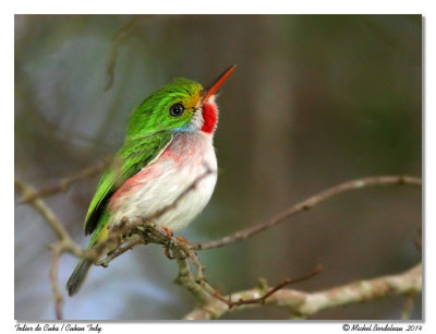 Todier de cubaCuban Tody