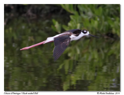 chasse dAmriqueBlack-necked Stilt
