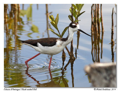 chasse dAmriqueBlack-necked Stilt