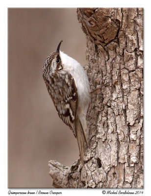 Grimpereau brunBrown Creeper