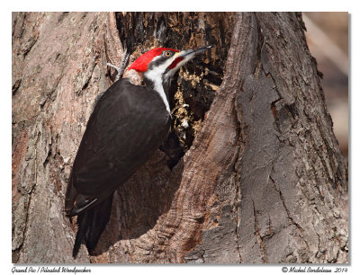 Grand PicPileated Woodpecker