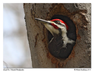 Grand PicPileated Woodpecker