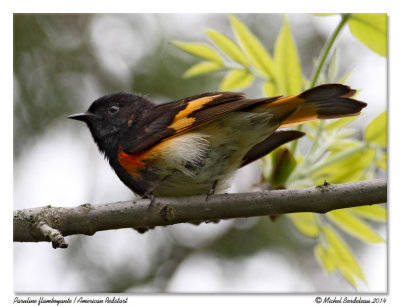 Paruline flamboyante  American redstart