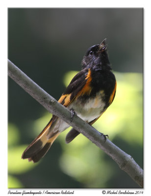 Paruline flamboyante  American redstart