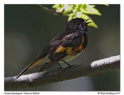 Paruline flamboyante  American redstart