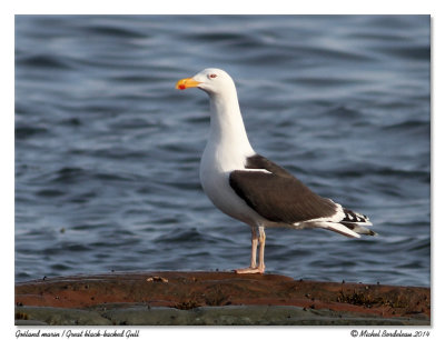 Goland marinGreat Black-backed Gull