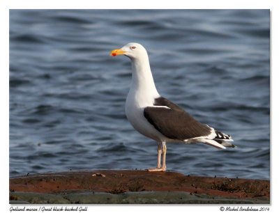 Goéland marin - Great black-backed gull
