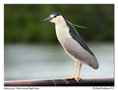 Bihoreau gris - Black-crowned night heron