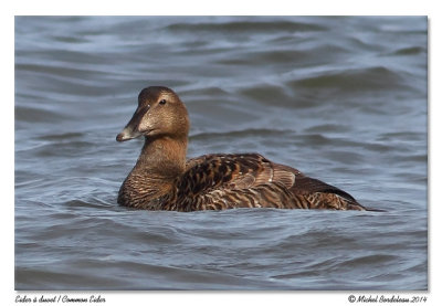 Eider  duvet  Common eider