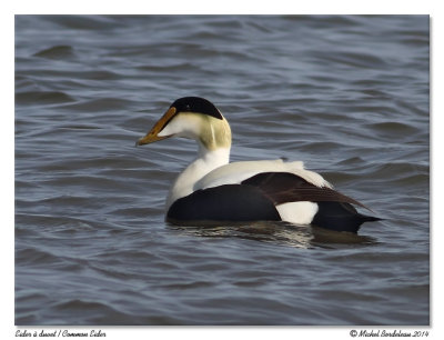 Eider  duvet  Common eider