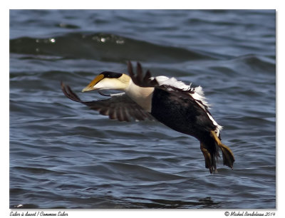 Eider  duvet  Common eider