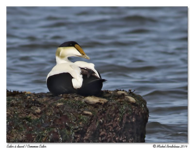 Eider  duvet  Common eider