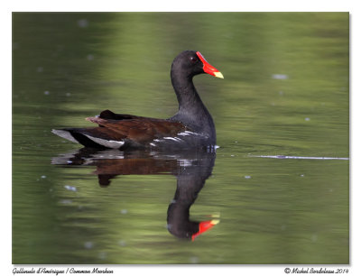 gallinule720-IMG_5505.jpg