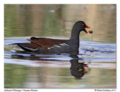 gallinule720-IMG_5497.jpg