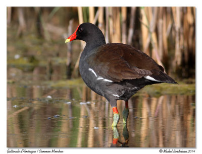 gallinule720-IMG_5466.jpg