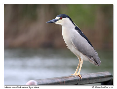 Bihoreau grisBlack-crowned Night Heron