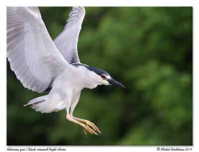 Bihoreau grisBlack-crowned Night Heron