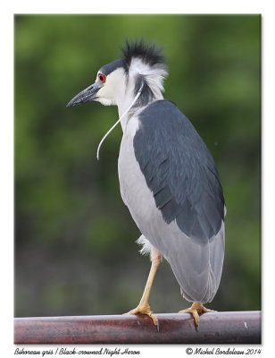 Bihoreau grisBlack-crowned Night Heron
