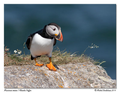 Macareux moine<br/>Atlantic Puffin