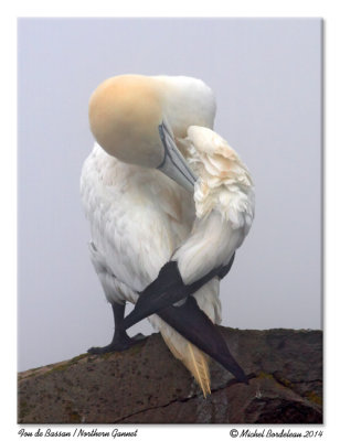 Fou de Bassan - Northern Gannet