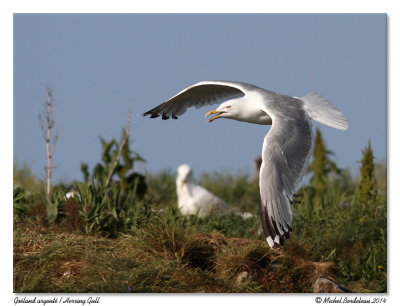 Goland argentHerring Gull