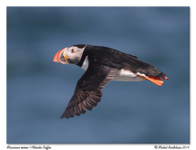 Macareux moine<br>Atlantic Puffin