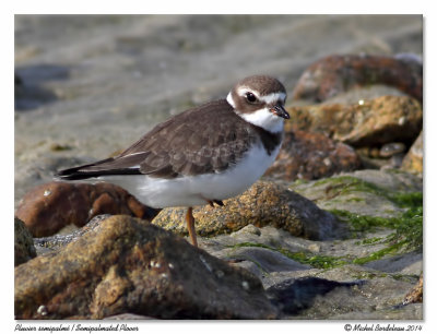 Pluvier semipalmSemipalmated Plover
