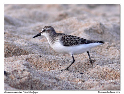 Bcasseau semipalm  Semipalmated Sandpiper