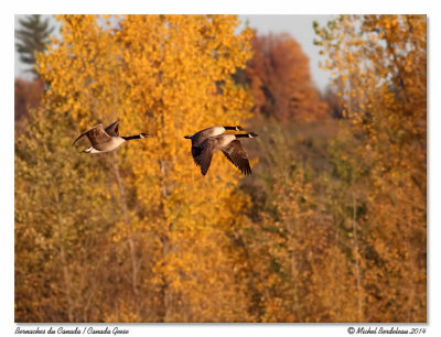 Bernaches du CanadaCanada Geese