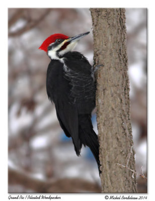 Grand PicPileated Woodpecker