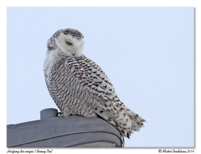 Harfang des neigesSnowy Owl