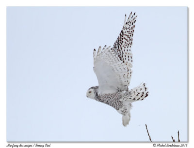 Harfang des neiges - snowy owl