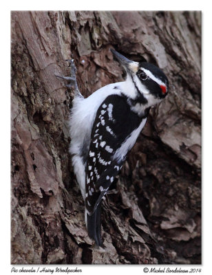 Pic cheveluHairy Woodpecker
