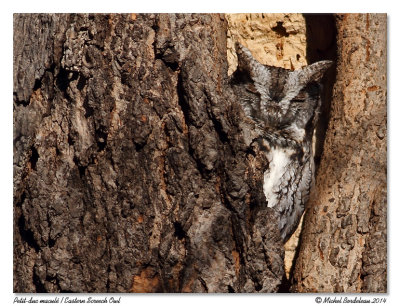 Petit duc maculé - Eastern screech owl