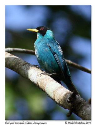 Guit-guit meraudeGreen Honeycreeper