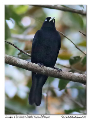 cassique à bec minceScarlet-rumped Cacique