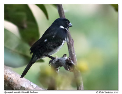 sporophile variableVariable Seedeater